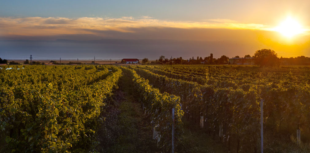 0035_Burgenland_Esterhazy_Vineyard_Rust